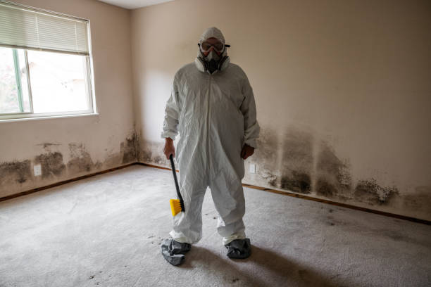 Best DIY Mold Remediation Support Services in Phoenixville, PA
